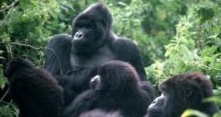 Планинските горили са застрашени от изчезване