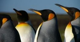 Императорските пингвини прекарват на плаващи ледени блокове една трета от живота си