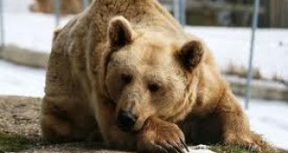 В парка край Белица мечките се подготвят за зимен сън