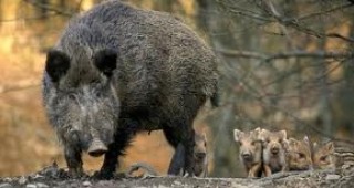Четирима бракониери са задържани с отстреляно диво прасе във Видинско