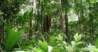 Унищожаването на най-големите дъждовни гори в света се забавя
