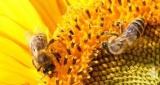 Одобрените кандидати по пчеларската програма ще имат възможност да финансират проектите си с кредит от ДФЗ