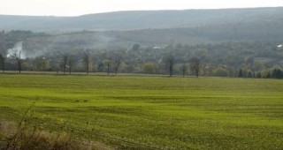 Пшеницата в Добричка област закъснява в развитието си