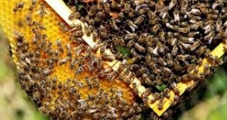 В ДФЗ са били подадени над 1500 заявления за подпомагане на пчеларите