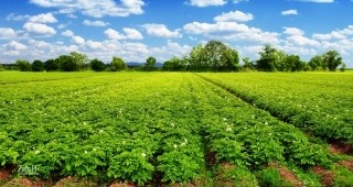 Инвестират 20 млн. лв. в българско производство на картофи и слънчоглед