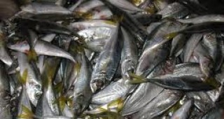 Спад на тежки метали в рибите от Черно море отбелязаха учени от Медицинския университет във Варна