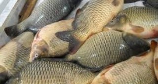 945 кг риба и рибни продукти са бракувани при проверки на БАБХ