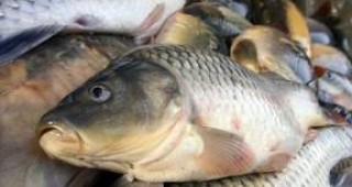 Ръководството на ИАРА ще проведе среща с Националната асоциация на рибопроизводителите в Стара Загора