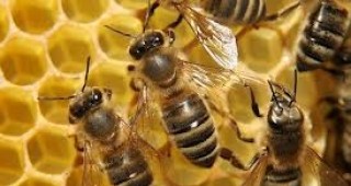 В Брюксел ще се проведе конференция, посветена на предизвикателствата пред пчеларския сектор