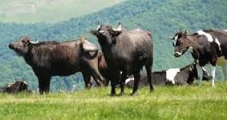 Състоянието на биволовъдството в България е тежко