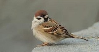 Градските птици използват филтрите на изхвърлените фасове, за да изграждат с тях гнездата си