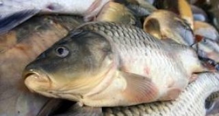В България рибата не се храни с ГМО фуражи