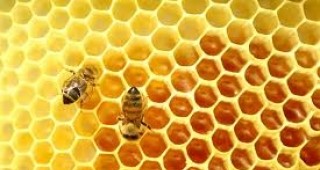 От днес се прекратява приемът на заявления за популяризиране на биологични пчелни продукти