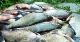 ИАРА е конфискувала 40 тона риба от началото на годината досега