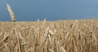 Зърнопроизводителите настояват за спешна корекция на политиката спрямо сектора