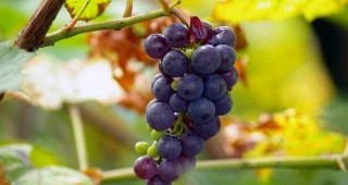 ИАЛВ стартира проект за оптимизиране на управлението на политиката в лозаро-винарския сектор