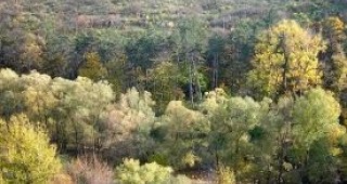 Горите в Кърджалийска област не са подложени на масово незаконно изсичане