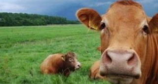 Над 4 млн. лв. субсидии за месодайни породи говеда плати днес ДФЗ