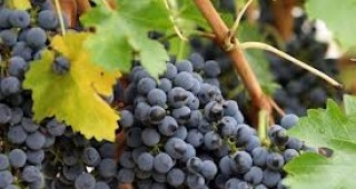 В Брюксел ще се проведе заседание, свързано с бъдещото развитие на лозаро-винарския сектор