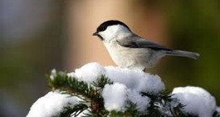 БДЗП стартира кампания за подхранване на дивите пойни птици през студените месеци