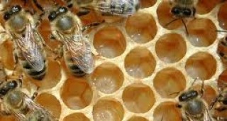 Прекратен е приемът на заявления за подпомагане на пчелари-проверители