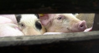 По-добри условия при транспортиране на животни, засилени санкции за нарушителите