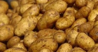 Рак по картофите в 12 смолянски села