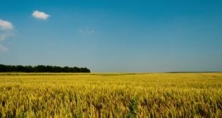 Българските търговци на зърно ще срещнат големи затруднения при износа през тази година