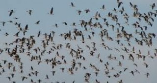 Около 20 000 големи белочели гъски долетяха в Бургаско