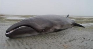 Откриха кит, който трябваше да е изчезнал преди 2 млн. години