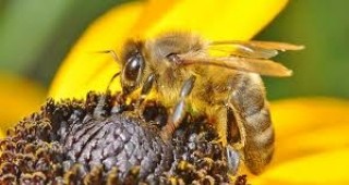 Мария Габриел: Пчеларството е жизненоважен сектор, който допринася много за биоразнообразието