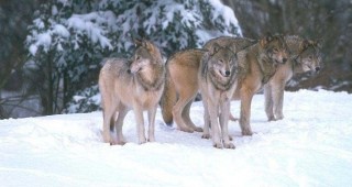 Нападения на вълци са регистрирани в селата Репляна и Търговище