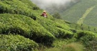 Цената на черните сортове чай може да се повиши до рекордно равнище заради сушата
