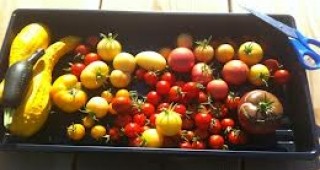 Строят вертикални ниви за отглеждане на зеленчуци и плодове