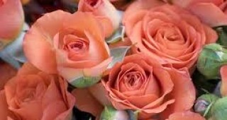 В калифорнийския град Пасадина се проведе традиционният парад на розите
