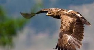 Над 2300 км прелетя спасен орел