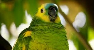 Полицията в Парагвай задържа 4-ма похитители на 211 редки папагали