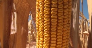 Зърнопроизводителите в Добричко са засели над 736 000 декара с царевица