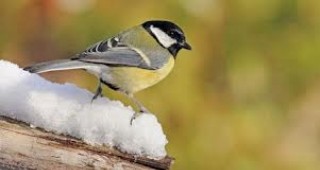 Зимно преброяване на птиците в Германия