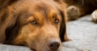 226 бездомни кучета са преминали през приюта за безстопанствени животни в Стара Загора
