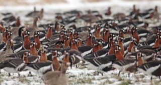 За 23-ти пореден път БДЗП организира преброяване на зимуващите водолюбиви птици у нас