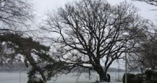 За защитено дърво ще бъде обявен 100-годишен летен дъб в Дунавската градина на Силистра