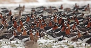 За 23-ти пореден път БДЗП организира преброяване на зимуващите водолюбиви птици у нас