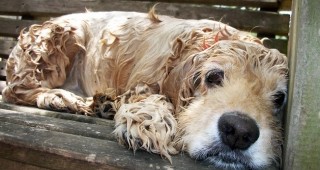 Общинският приют за животни в Русе отчита ръст на осиновените кучета