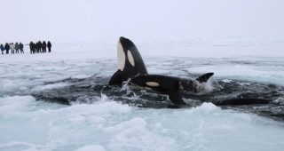Косатки са блокирани в ледовете на канадския залив Хъдзън