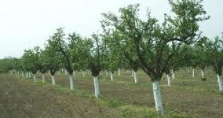 Шестима мъже унищожиха заради дървесина бадемови дръвчета в сливенското село Чинтулово