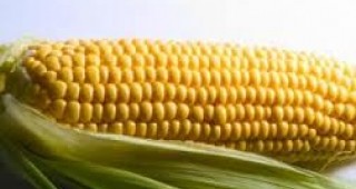 ЕС публикува данни за ГМО царевицата, която предизвиквала рак