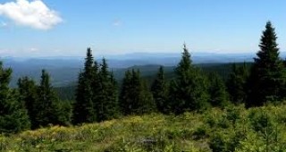 Изготвят стратегически план на горския сектор за 10-годишен период