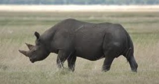 Този век може да се окаже последният за носорозите