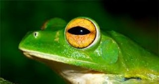 Във Виетнам е открит нов вид летяща жаба